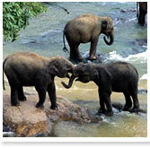 Periyar Travel Guide