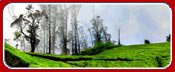 Green Heaven Holidays