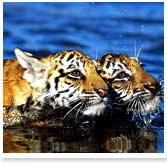 Tiger in Kanha National Park