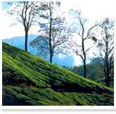 Munnar Travel Guide