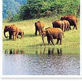 Periyar Travel Packages