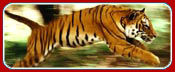 Tiger Country Holiday