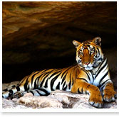 Ranthambhore Travel Guide
