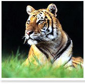 Tiger in Bandhavgarh